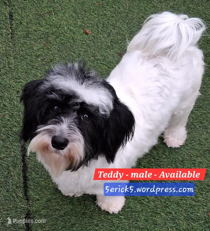 Teddy AKC GCH bloodlines – Havanese puppy for sale in Huron, SD