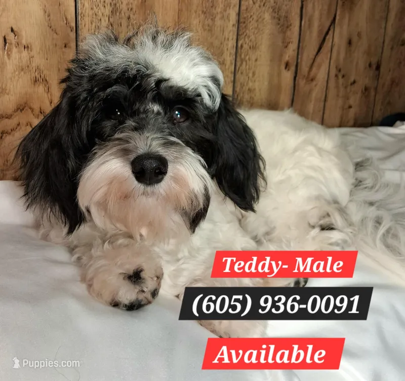 Teddy AKC GCH bloodlines – Havanese puppy for sale in Huron, SD