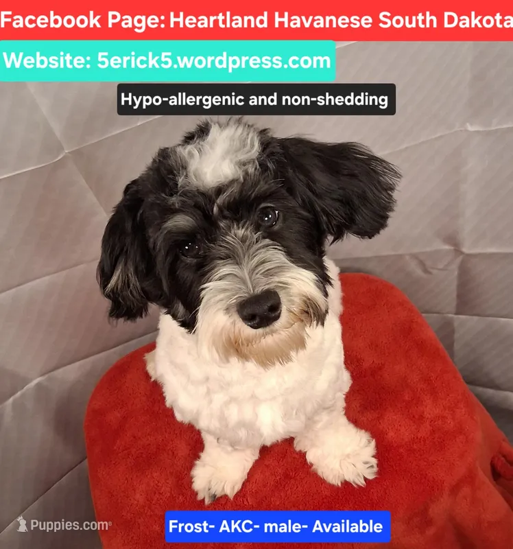 Teddy AKC GCH bloodlines – Havanese puppy for sale in Huron, SD