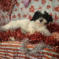 Frost AKC GCH bloodlines, a male Havanese for sale in Huron, SD – Photo 4 of 4