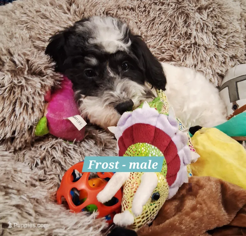 Frost AKC GCH bloodlines – Havanese puppy for sale in Huron, SD