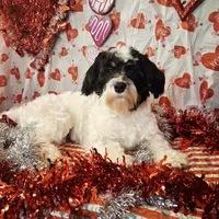 Frost AKC GCH bloodlines, a male Havanese for sale in Huron, SD – Photo 1 of 4