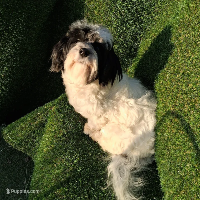 Teddy AKC GCH bloodlines – Havanese puppy for sale in Huron, SD