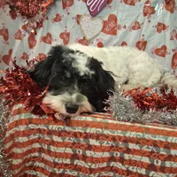 Frost AKC GCH bloodlines, a male Havanese for sale in Huron, SD – Photo 3 of 4