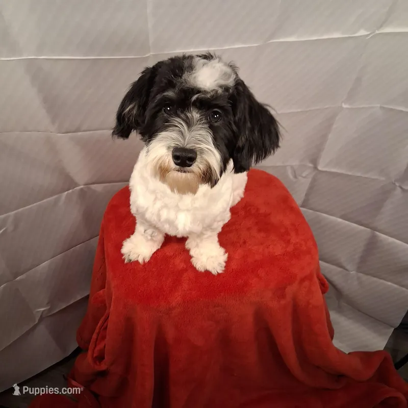 Teddy AKC GCH bloodlines – Havanese puppy for sale in Huron, SD