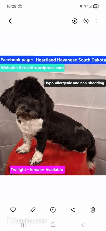 Twilight AKC GCH bloodlines – Havanese puppy for sale in Huron, SD