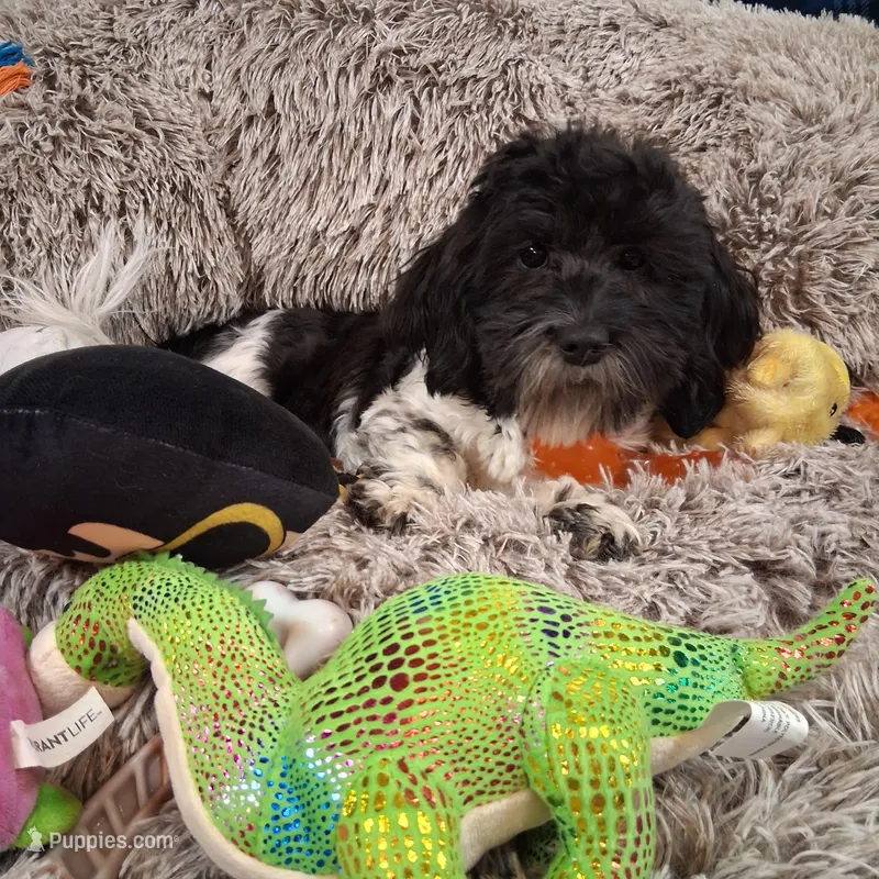 Twilight AKC GCH bloodlines – Havanese puppy for sale in Huron, SD