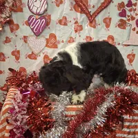 Twilight AKC GCH bloodlines, a female Havanese for sale in Huron, SD – Photo 3 of 4