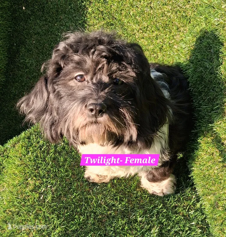Twilight AKC GCH bloodlines – Havanese puppy for sale in Huron, SD