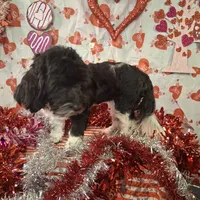 Twilight AKC GCH bloodlines, a female Havanese for sale in Huron, SD – Photo 2 of 4