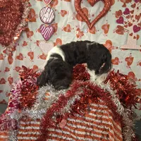 Twilight AKC GCH bloodlines, a female Havanese for sale in Huron, SD – Photo 4 of 4