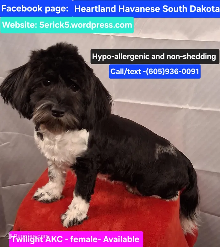 Twilight AKC GCH bloodlines