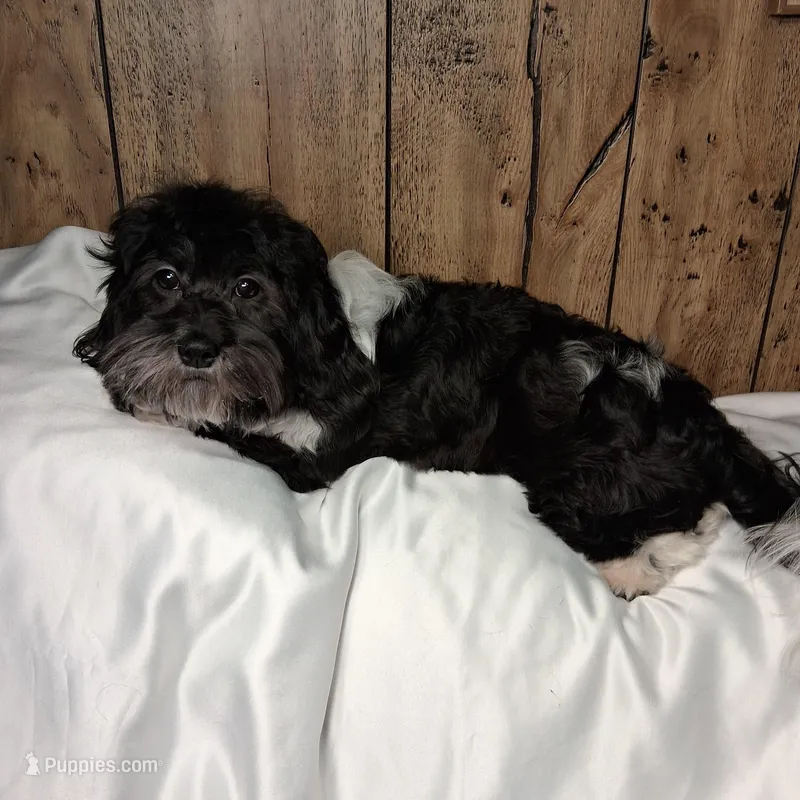 Twilight AKC GCH bloodlines – Havanese puppy for sale in Huron, SD