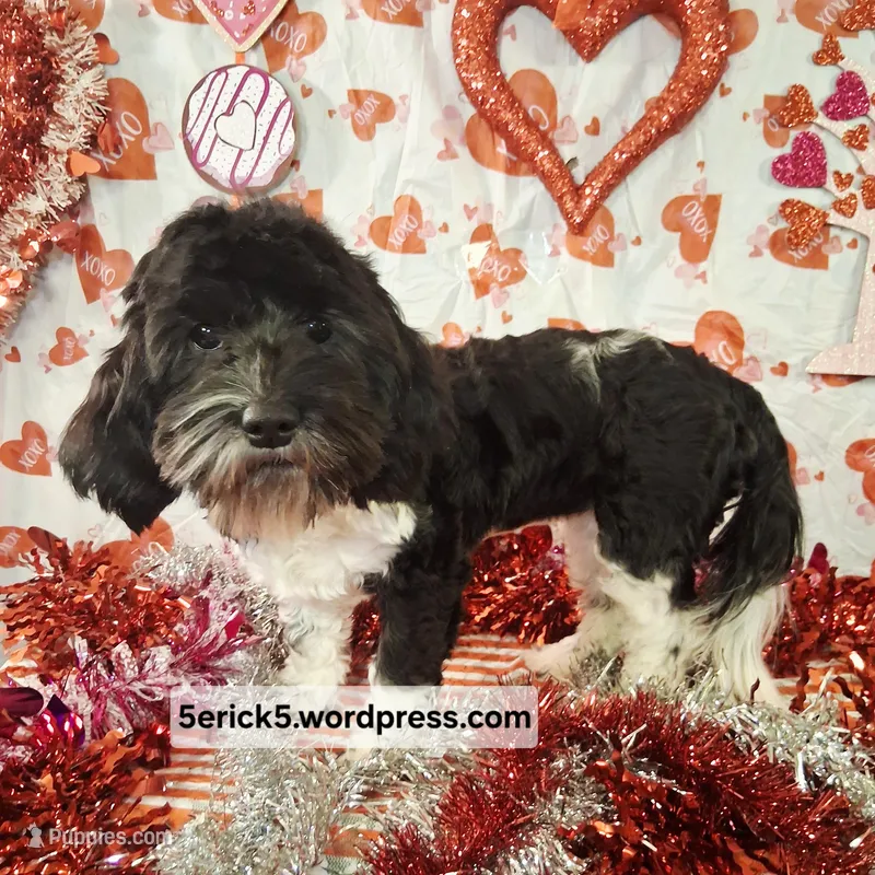 Twilight AKC GCH bloodlines