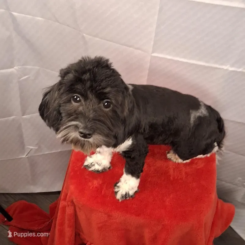 Twilight AKC GCH bloodlines – Havanese puppy for sale in Huron, SD