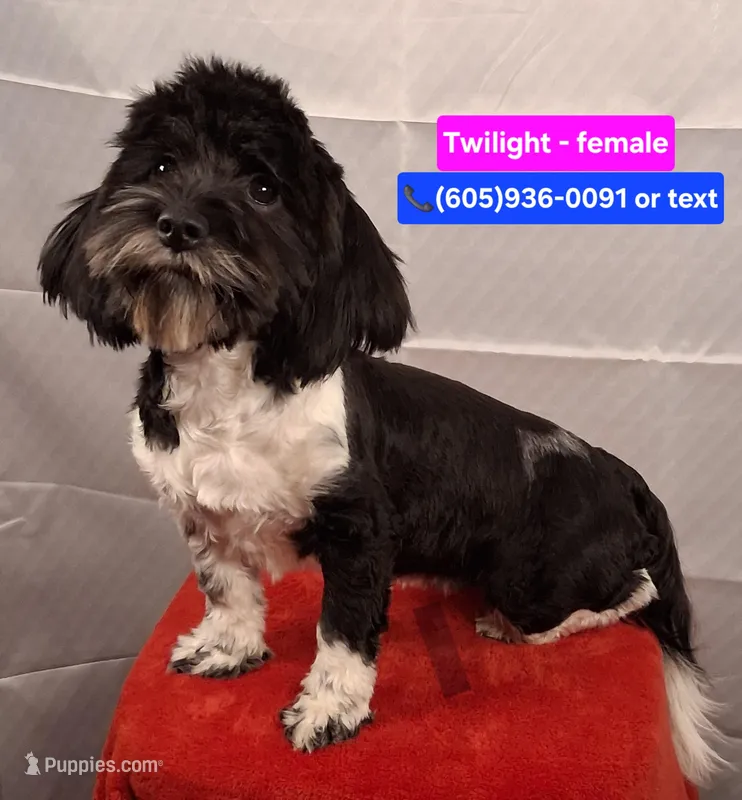 Twilight AKC GCH bloodlines – Havanese puppy for sale in Huron, SD