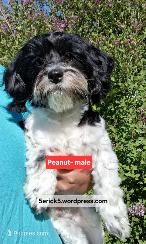AKC Peanut GCH bloodlines  – Havanese puppy for sale in Huron, SD