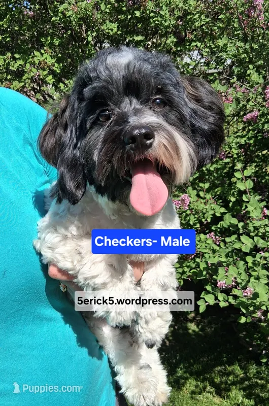 AKC Checkers GCH bloodlines  – Havanese puppy for sale in Huron, SD