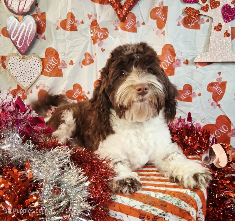 Luke AKC GCH bloodlines