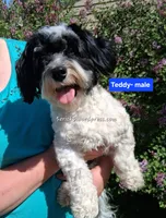 Teddy (AKC GCH bloodlines), a male Havanese for sale in Huron, SD – 1 of 1