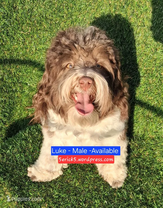 Luke AKC GCH bloodlines – Havanese puppy for sale in Huron, SD