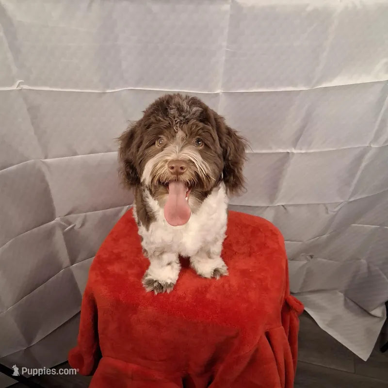 Luke AKC GCH bloodlines – Havanese puppy for sale in Huron, SD