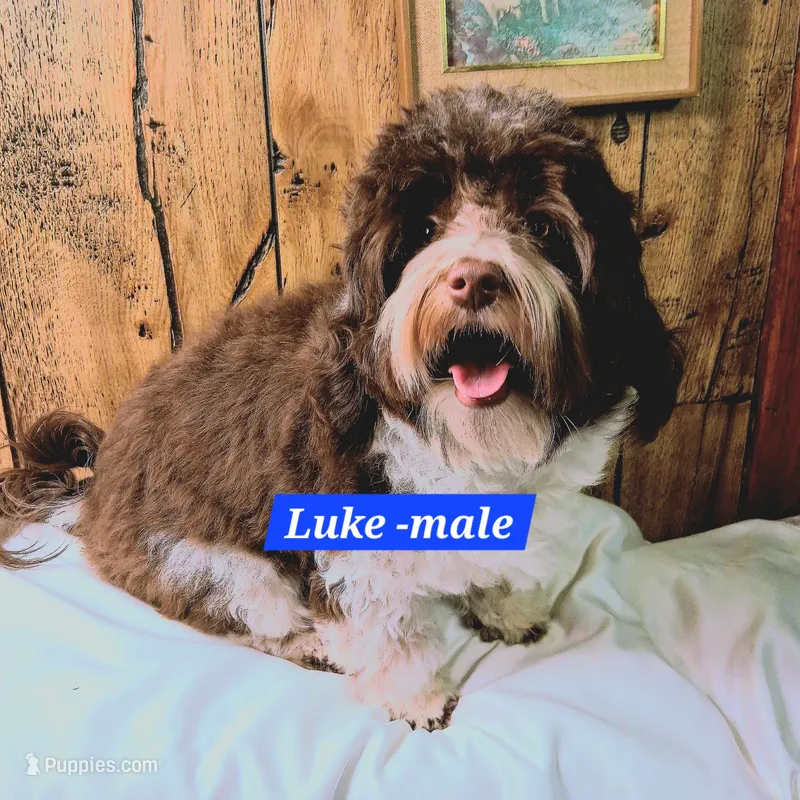 Luke AKC GCH bloodlines – Havanese puppy for sale in Huron, SD