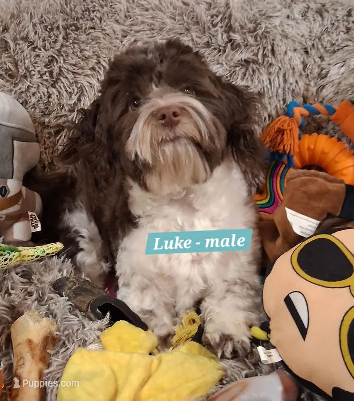 Luke AKC GCH bloodlines – Havanese puppy for sale in Huron, SD