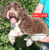 AKC Luke GCH bloodlines , a male Havanese for sale in Huron, SD – 1 of 1