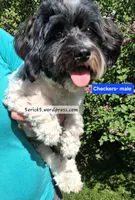 AKC Checkers GCH bloodlines , a male Havanese for sale in Huron, SD – 1 of 1