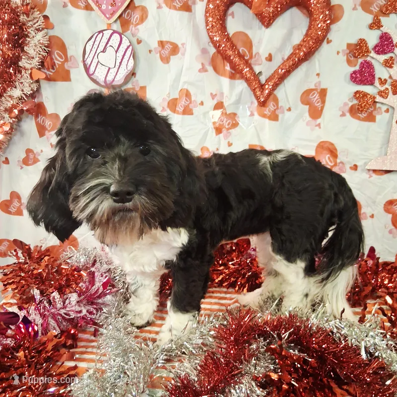 Twilight AKC GCH bloodlines