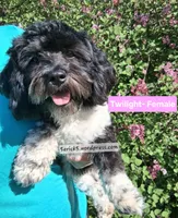 AKC Twilight GCH bloodlines , a female Havanese for sale in Huron, SD – 1 of 1