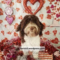 Luke, a male Havanese for sale in Huron, SD – Photo 1 of 4