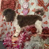 Luke, a male Havanese for sale in Huron, SD – Photo 4 of 4