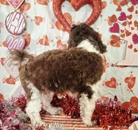 Luke, a male Havanese for sale in Huron, SD – Photo 2 of 4