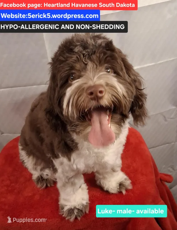 Luke AKC GCH bloodlines