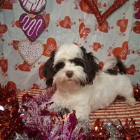 OBI AKC GCH bloodlines, a male Havanese for sale in Huron, SD – Photo 4 of 4