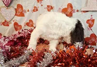 OBI AKC GCH bloodlines, a male Havanese for sale in Huron, SD – Photo 2 of 4