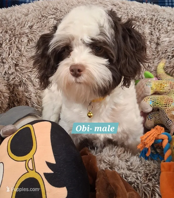 OBI AKC GCH bloodlines – Havanese puppy for sale in Huron, SD