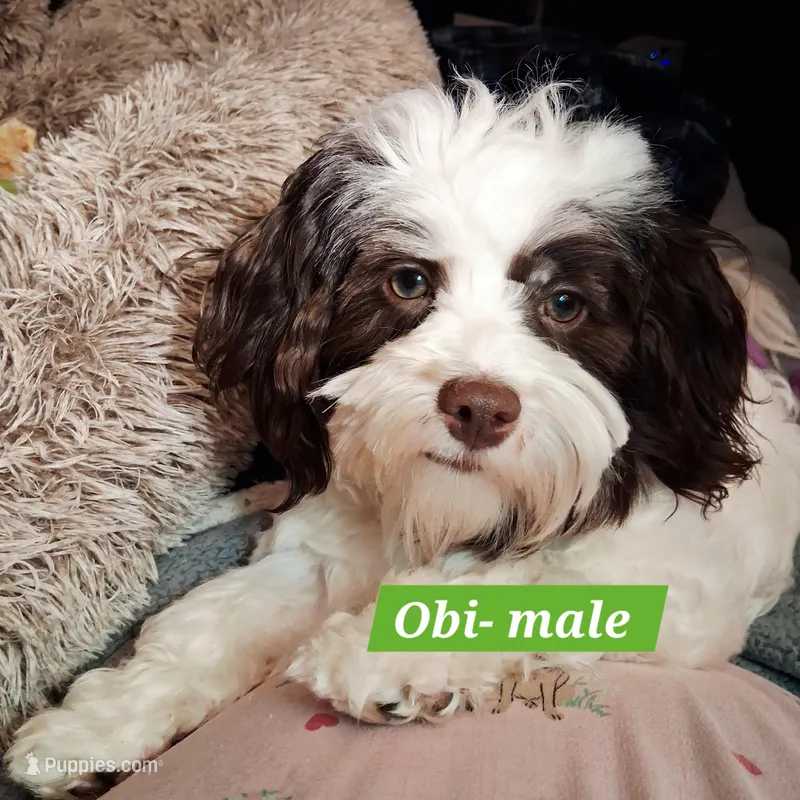 OBI AKC GCH bloodlines – Havanese puppy for sale in Huron, SD