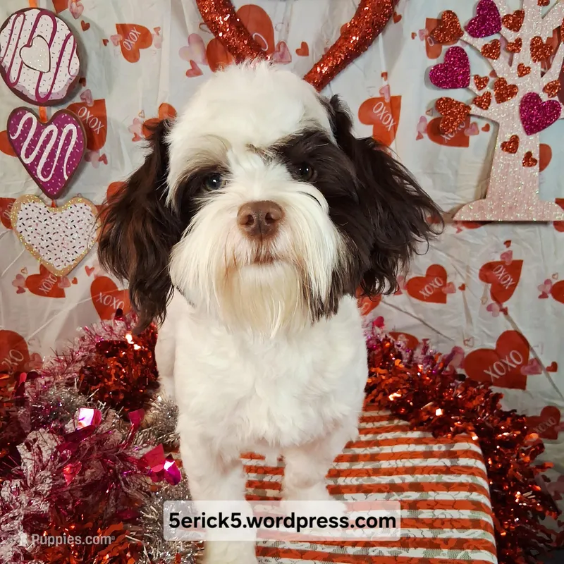 OBI AKC GCH bloodlines