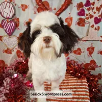 OBI AKC GCH bloodlines, a male Havanese for sale in Huron, SD – Photo 1 of 4