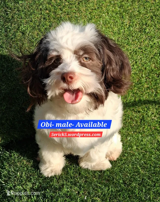 OBI AKC GCH bloodlines – Havanese puppy for sale in Huron, SD