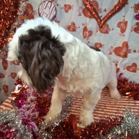 OBI AKC GCH bloodlines, a male Havanese for sale in Huron, SD – Photo 3 of 4