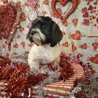 Checkers AKC GCH bloodlines, a male Havanese for sale in Huron, SD – Photo 3 of 4