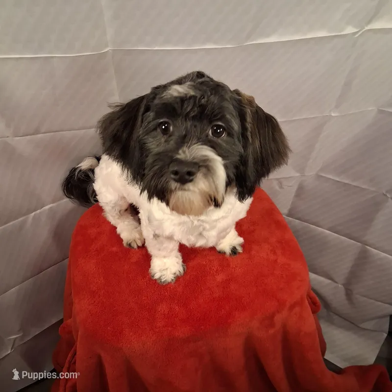Checkers AKC GCH bloodlines – Havanese puppy for sale in Huron, SD
