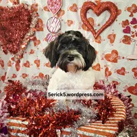 Checkers AKC GCH bloodlines, a male Havanese for sale in Huron, SD – Photo 1 of 4