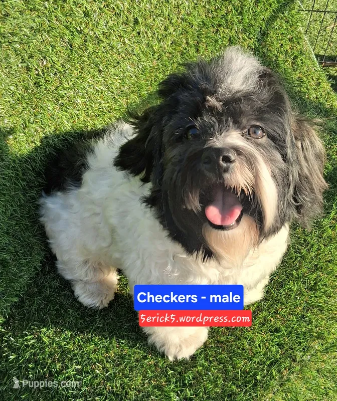 Checkers AKC GCH bloodlines – Havanese puppy for sale in Huron, SD