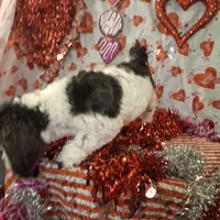 Checkers AKC GCH bloodlines, a male Havanese for sale in Huron, SD – Photo 4 of 4