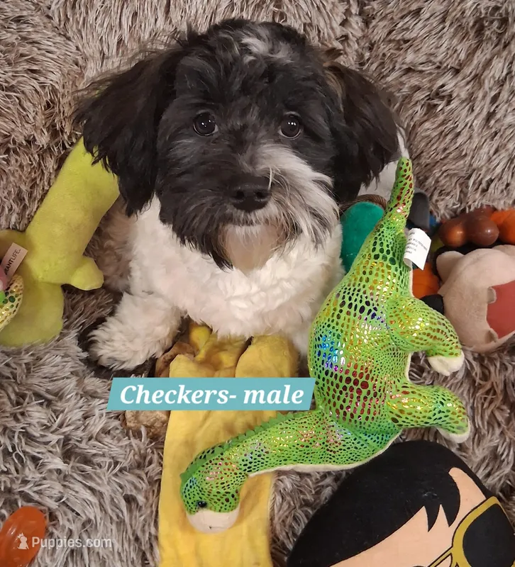 Checkers AKC GCH bloodlines – Havanese puppy for sale in Huron, SD